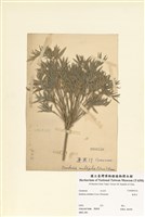 藏品(蓬萊竹)的圖片